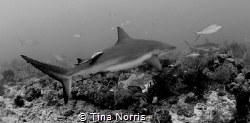 Shark by Tina Norris 